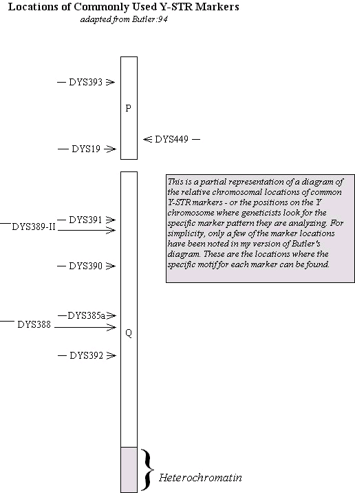 Locations of commonly used Y-STR markers.